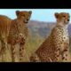 Lion vs Leopard   Most Amazing Moments Of Wild Animal Fights