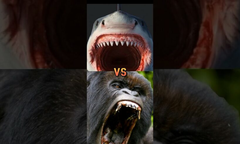 Lion vs tiger ,hyena,bull shark,nile crocodile,bear,polar bear, jaguar, HIPPO,etc,bite force PSI.