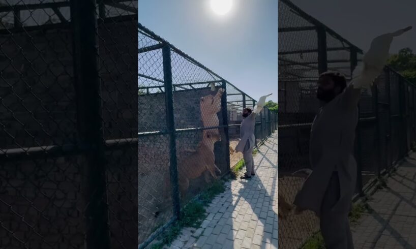 Lions 🦁🦁playing 🦆😱ducks😱😨#lion #duck #playing