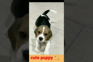 Lovely baby dog#puppy barking#5kviral#shorts