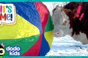 Luckiest Bull Is About To Get The BIGGEST surprise EVER! | Dodo Kids | It’s Me!
