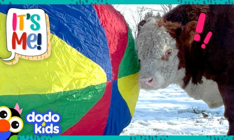 Luckiest Bull Is About To Get The BIGGEST surprise EVER! | Dodo Kids | It’s Me!