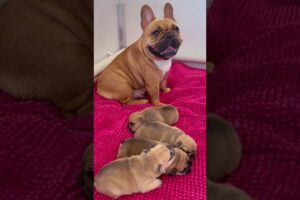 MOM PROTECTING CUTE PUPPIES 💕#shorts #frenchbulldog