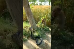 MONKEY playing with SNAKE ,😍#viral #youtubeshorts #kingcobra #snake #shortvideo #shorts #animals