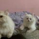 Maa Sha Allah ! So Cute ! Best Animals video ! Cute Cats playing games video😍😍