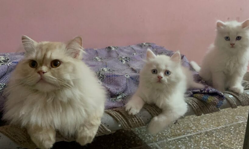 Maa Sha Allah ! So Cute ! Best Animals video ! Cute Cats playing games video😍😍