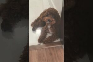 Maggie my Puppy #shorts #youtubeshorts #cute #puppies #dog #dogvideo #doglife #cavapoo #maltipoo