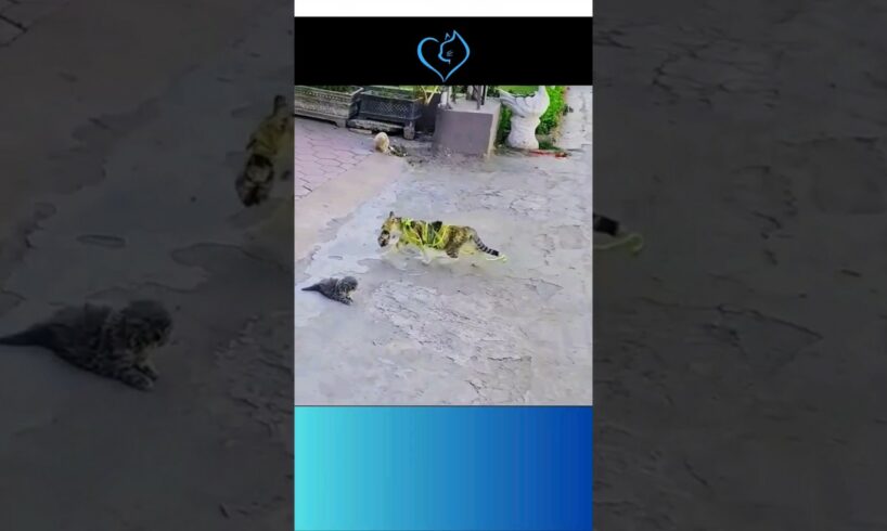 Mama Cat & Kittens Rescued Just In Time 💜💙 #cat #catrescue #funny #happy