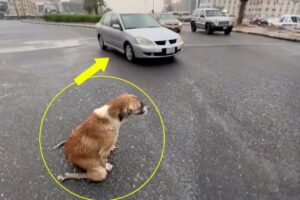 Mama dog knelt in the rain and begged every passing car to save her puppies