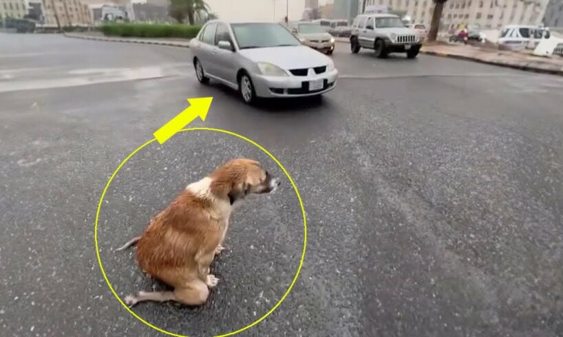 Mama dog knelt in the rain and begged every passing car to save her puppies