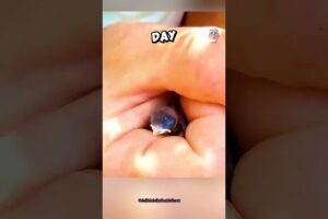 Man Rescues Tiny Bird! 🥹 #shorts