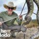 Man Saves Tons Of Venemous Snakes As A Hobby | The Dodo