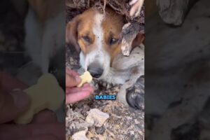 Man rescues abandoned dog family!🥺 #shorts