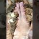 Max Milo Lover: Puppies are very newborn!  French Puppies, Puppies, Cute Puppies,