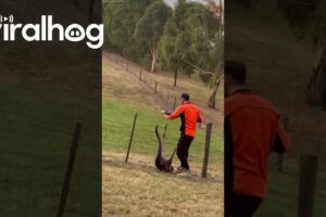Melbourne Man Rescues Kangaroo Tangled In Fence || ViralHog