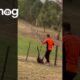 Melbourne Man Rescues Kangaroo Tangled In Fence || ViralHog