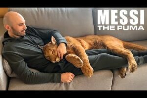 Messi The Puma is a Big Ol’ House Cat