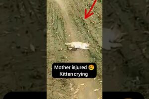 Mom cat injured 😥 Wait For the End || cat rescue  #cat #cats #catvideos  #dog #short #catlover #dogs