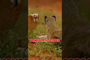 Moment Mongoose VS King Cobra #animals #wildanimals #animalfight