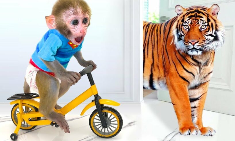 Monkey Baby Bon Bon Ride a Bike and eats watermelon with ducklings in the garden