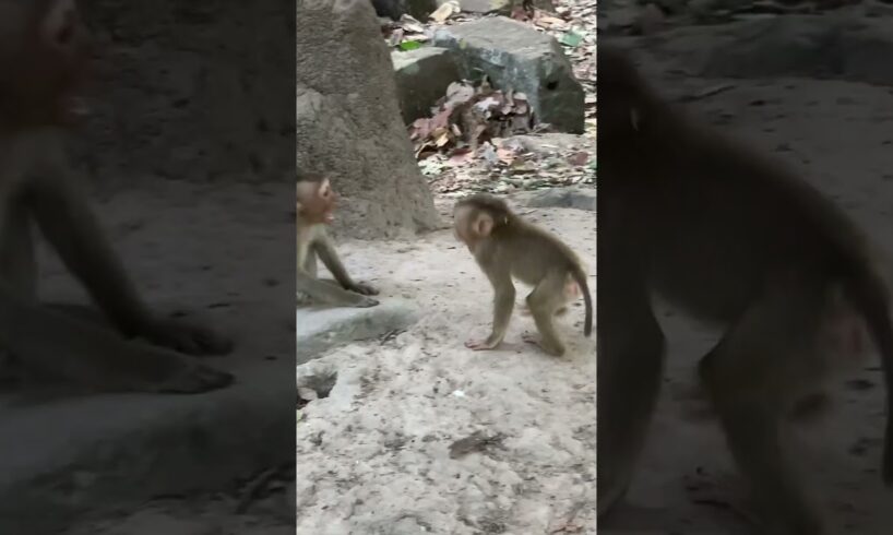 Monkey playing #shortvideo #cambodia