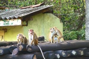 Monkeys playing in an old house from the jungle | Jungle Animals | Wildlife | Animaux