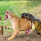 Mother Lion Fights to Death with Enemies to Protect Her Cubs | Animal Fight