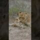 Mother Lion and 4 Cubs | #shorts#animals