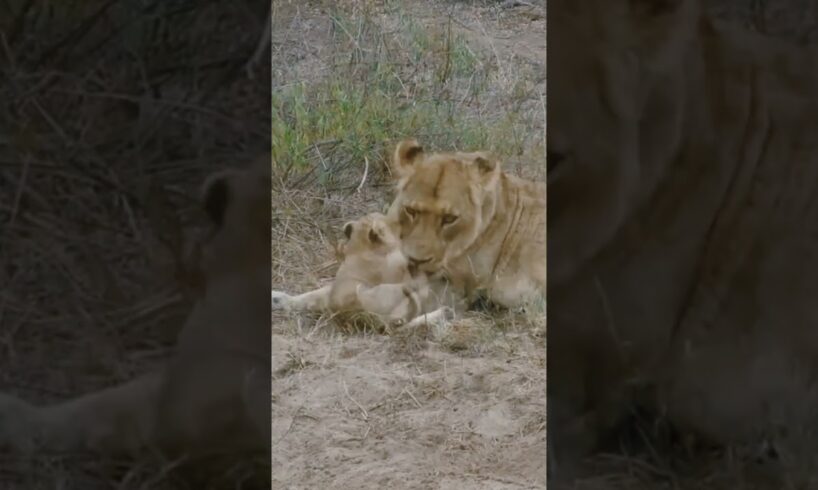 Mother Lion and 4 Cubs | #shorts#animals