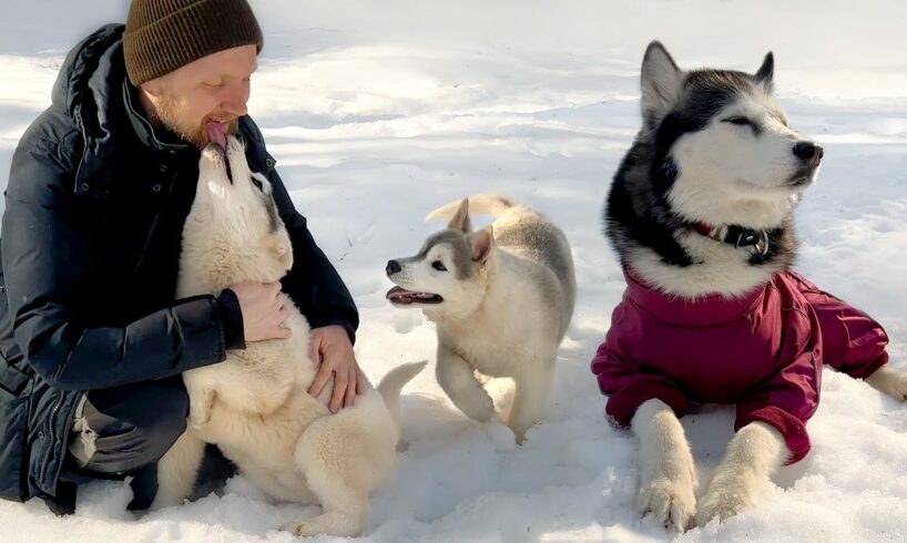 My Husky Got Jealous of the Cute Puppies