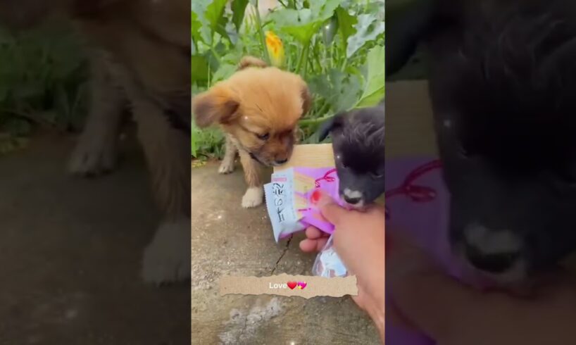 My cute puppies. A beautiful moment #3358 - #shorts
