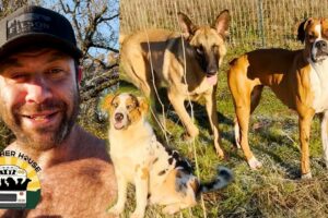 My mission is to show that you can rescue any type of dog from the shelter | Lee Asher