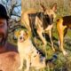 My mission is to show that you can rescue any type of dog from the shelter | Lee Asher