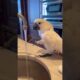 My parrot loves playing in the water 🤣 #cockatoo #parrot #animals #water #funny #