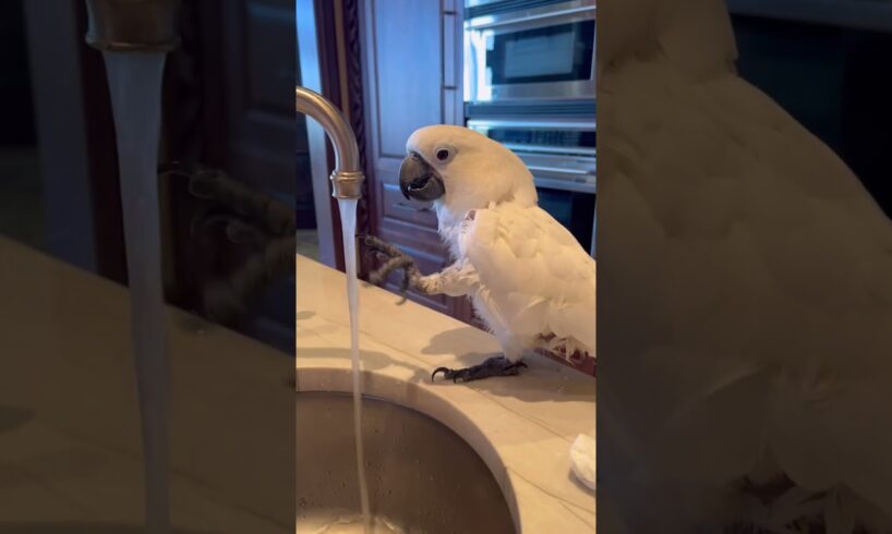 My parrot loves playing in the water 🤣 #cockatoo #parrot #animals #water #funny #