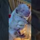 Newly born,so cutie #cute #puppies#golden retriever #short