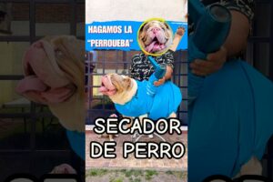 No COMPRES este secador de PERRO? 🐶, sin antes ver este  video  #animals #pets #dog #puppy