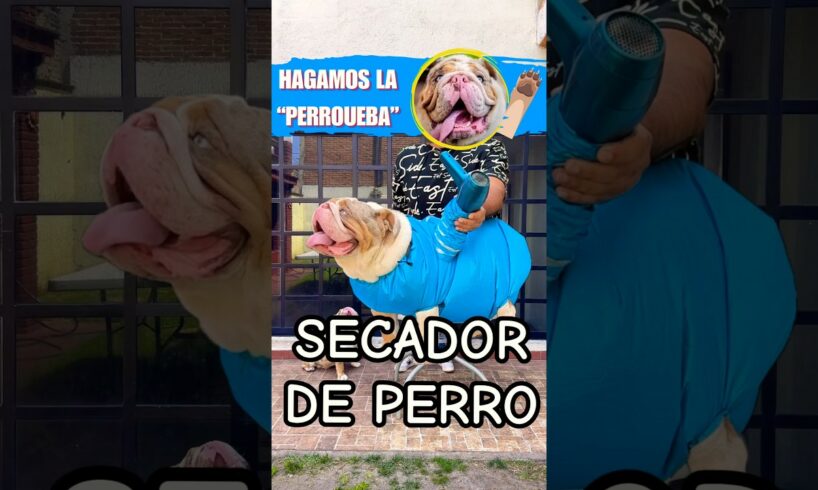 No COMPRES este secador de PERRO? 🐶, sin antes ver este  video  #animals #pets #dog #puppy