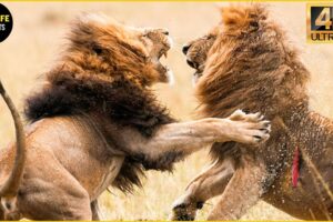 ONE HOUR of Incredible Wild Animal Fight Moments Compilation ! SWAG WILDLIFE MOMENTS