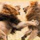 ONE HOUR of Incredible Wild Animal Fight Moments Compilation ! SWAG WILDLIFE MOMENTS