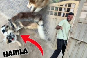 Oho Ye Kia Hogea😨