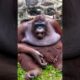 Orangutan play with Rock #animals_rise #animals #orangutan #safari #monkey #animalshorts