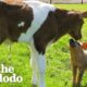 Our Roadtrip With A Calf...And Piglet Addicted To Gatorade | The Dodo