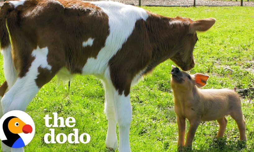 Our Roadtrip With A Calf...And Piglet Addicted To Gatorade | The Dodo