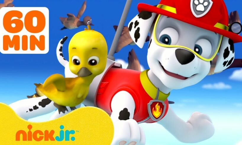 PAW Patrol Baby Animals Rescues & Adventures! w/ Marshall 🐥 1 Hour Compilation | Nick Jr.