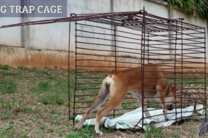 PAWSS Dog Trap Cage - How to catch a stray dog in Thailand