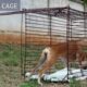PAWSS Dog Trap Cage - How to catch a stray dog in Thailand