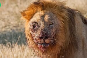 Painful! Injured Lion Fights Wild Buffalo,The Hunter Fails Before The Ferocious Prey | Animal Attack