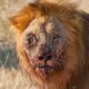 Painful! Injured Lion Fights Wild Buffalo,The Hunter Fails Before The Ferocious Prey | Animal Attack