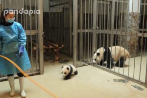 Panda keeper gives the baby cub back to his mum
